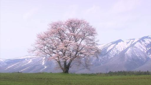 生命是一树花开